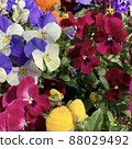 Pansy in the flower bed 88029492