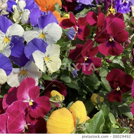 Pansy in the flower bed Pansy in the flower bed 88029492
