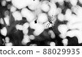 Monochrome spider 02 Monochrome spider 02 88029935
