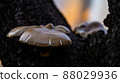 Twilight Mushrooms Twilight Mushrooms 88029936