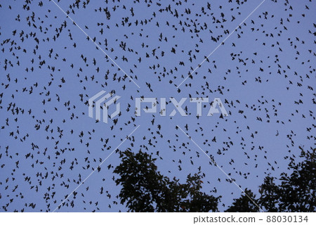 Starlings flying in the sky Starlings flying in the sky 88030134