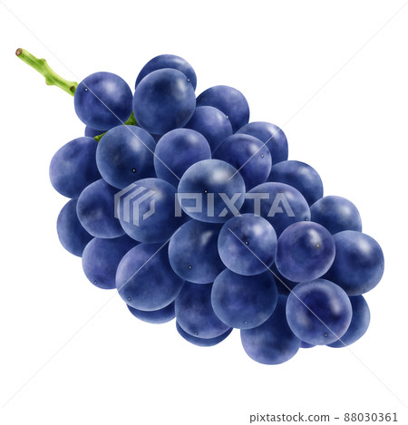 Watercolor illustration grapes 88030361