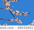 杏花（桃花） 88030402
