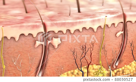 Skin anatomy diagram .Comparation good skin and skin with wrinkles. Illustration of skin cross section showing young skin and older skin Skin anatomy diagram .Comparation good skin and skin with wrinkles. Illustration of skin cross section showing young skin and older skin 88030527