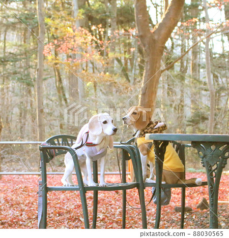 Beagle dog on the terrace with a beautiful carpet of autumn leaves Beagle dog on the terrace with a beautiful carpet of autumn leaves 88030565
