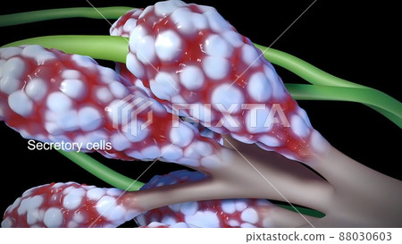 Breast Cancer, Breast anatomy, Growing tumor. Cancer that forms in the cells of the breasts. 88030603