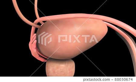 Human Gall Bladder Anatomy With Digestive System For Medical Concept 88030674