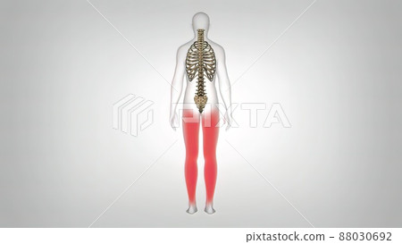 Skeletal representation of back and neck pain in human anatomy Skeletal representation of back and neck pain in human anatomy 88030692