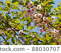羽櫻和藍天（櫻花） 88030707