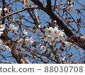 櫻桃樹和藍天 88030708