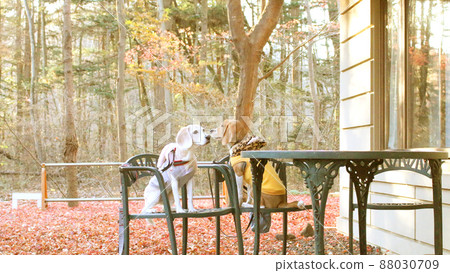 Beagle dog on the terrace with a beautiful carpet of autumn leaves Beagle dog on the terrace with a beautiful carpet of autumn leaves 88030709