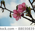 櫻花與藍天（特寫圖） 88030839