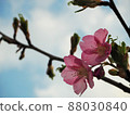 櫻花和白雲（藍天） 88030840
