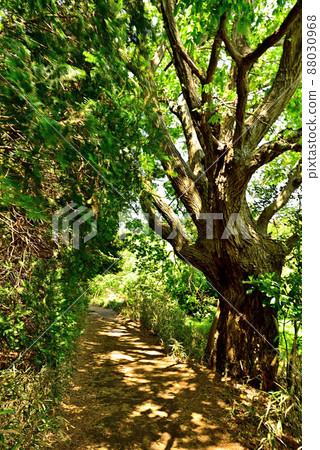 Giant tree in the Tama Hills 88030968