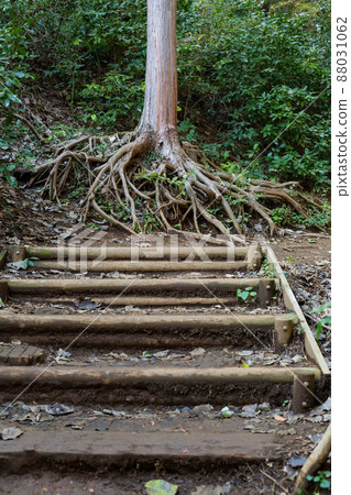 [Japan] Tree roots and stairs exposed from the ground of Mt. Takao, Tokyo 88031062