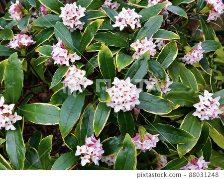 香樟樹上盛開的花朵 88031248