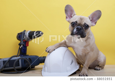 Bulldog dog sits next to electric construction tools with his paw on a large white construction hard hat on a yellow background on Labor Day Bulldog dog sits next to electric construction tools with his paw on a large white construction hard hat on a yellow background on Labor Day 88031931