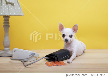 Chihuahua dog measures blood pressure while lying next to orange pills and an electric table lamp on a yellow background. Little dog look carefully into the camera. 88031934