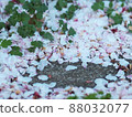 許多櫻花花瓣 88032077