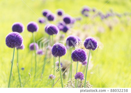 Allium 瀧野鈴蘭丘陵公園 札幌市 Allium 瀧野鈴蘭丘陵公園 札幌市 88032238