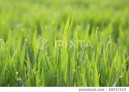 大麥幼葉 大麥幼葉 88032528