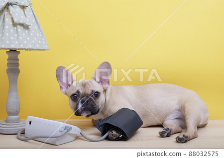 Bulldog dog measures pressure while lying next to orange pills and an electric table lamp on a yellow background. The French Bulldog looks up into the camera tensely. 88032575