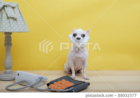 Chihuahua dog in a protective medical mask sits next to a blood pressure monitor and orange pills on a yellow background. A small dog looks into the camera attentively. 88032577