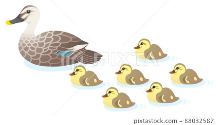 Mallard duck parent and child moving white background 88032587