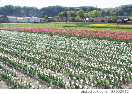 Tulip field 88032612