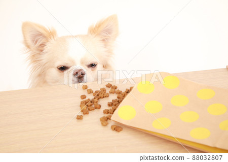 米色長外套吉娃娃在桌子上偷吃狗糧 米色長外套吉娃娃在桌子上偷吃狗糧 88032807