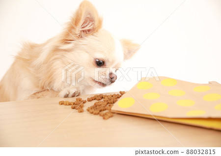 Cream-colored long coat Chihuahua stealing and eating dog food on the desk 88032815