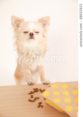 米色長外套吉娃娃在桌子上偷吃狗糧 88032823