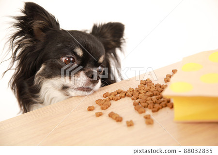 Black and Tan long coat Chihuahua stealing and eating dog food on the desk Black and Tan long coat Chihuahua stealing and eating dog food on the desk 88032835