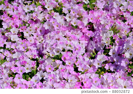 足利花卉公園矮牽牛 足利花卉公園矮牽牛 88032872