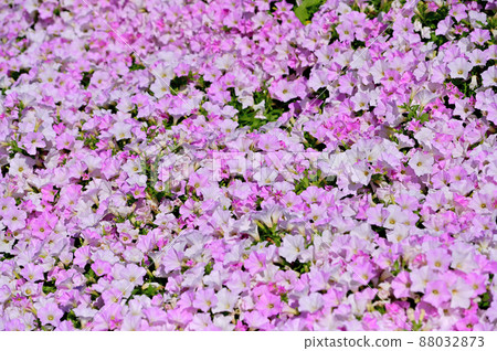 Ashikaga Flower Park Petunia Ashikaga Flower Park Petunia 88032873