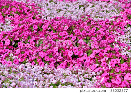 足利花卉公園矮牽牛 足利花卉公園矮牽牛 88032877