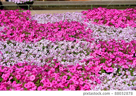 足利花卉公園矮牽牛 足利花卉公園矮牽牛 88032878