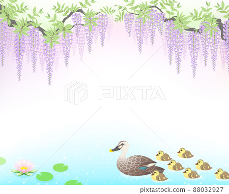 斑嘴鴨親子家庭紫藤睡蓮 斑嘴鴨親子家庭紫藤睡蓮 88032927