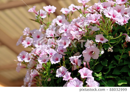Ashikaga Flower Park Petunia Ashikaga Flower Park Petunia 88032999