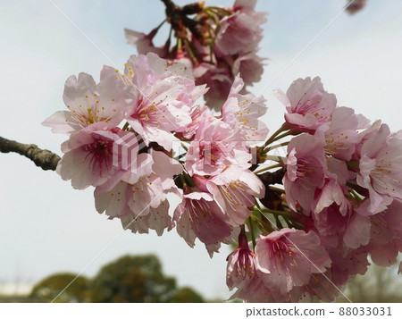 Cerasus x kanzakura ‘Oh-kanzakura’ Cerasus x kanzakura ‘Oh-kanzakura’ 88033031