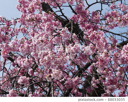 Cerasus x kanzakura ‘哦-kanzakura’ Cerasus x kanzakura ‘哦-kanzakura’ 88033035