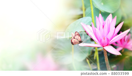 Horizontal banner with beautiful pink lotus flower and Monarch butterfly 88033599