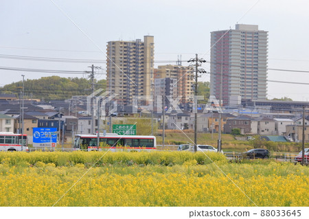 Rape blossoms and cityscape (Komenoki-cho, Nisshin City, Aichi Prefecture) Rape blossoms and cityscape (Komenoki-cho, Nisshin City, Aichi Prefecture) 88033645