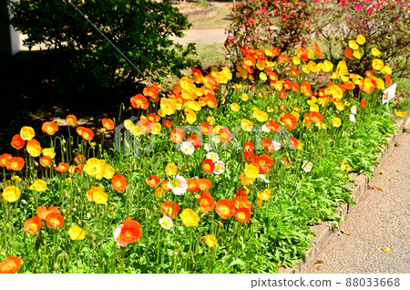 Ashikaga Flower Park / Flowerbed Ashikaga Flower Park / Flowerbed 88033668