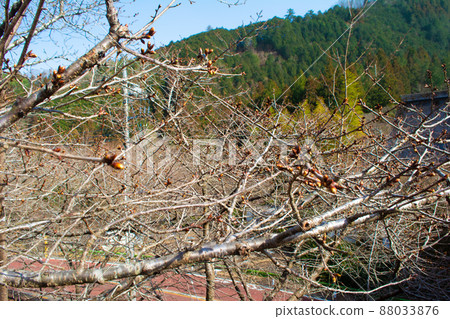 Sakura buds of Yuyake Koyake Fureai no Sato, Tokyo Sakura buds of Yuyake Koyake Fureai no Sato, Tokyo 88033876