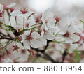 櫻花（特寫圖） 88033954