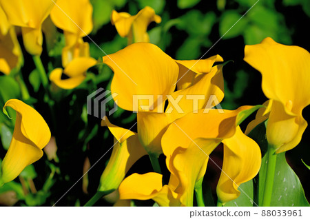 Ashikaga Flower Park / Flowerbed Ashikaga Flower Park / Flowerbed 88033961