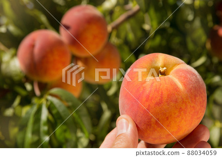male hand holds a ripe peach, against the background of other peaches growing on a tree, concept male hand holds a ripe peach, against the background of other peaches growing on a tree, concept 88034059