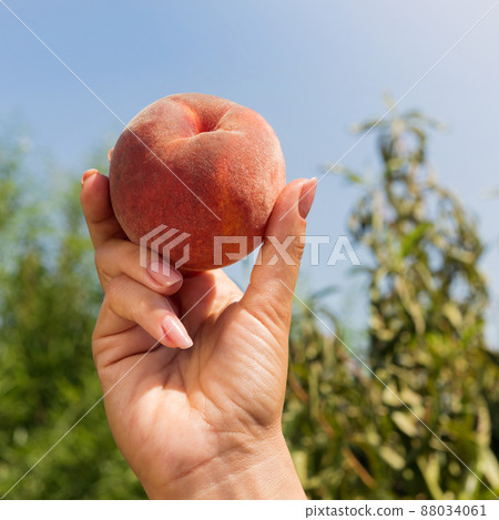 female hand holds a ripe peach, against the background of a peach garden and blue sky female hand holds a ripe peach, against the background of a peach garden and blue sky 88034061