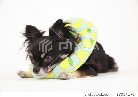 Black and Tan long coat Chihuahua with soft Elizabethan collar 88034176